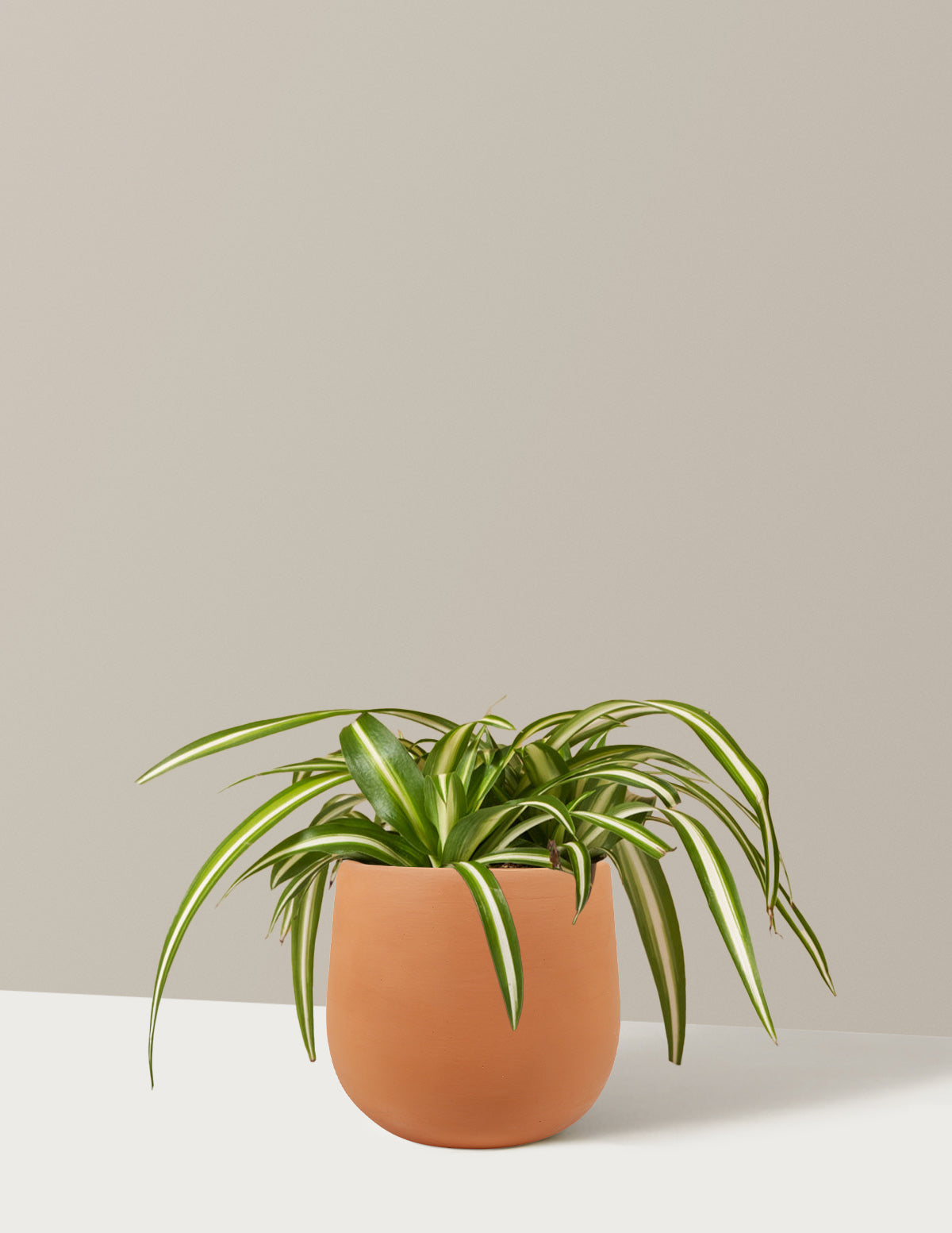 Растение-паук пестрое