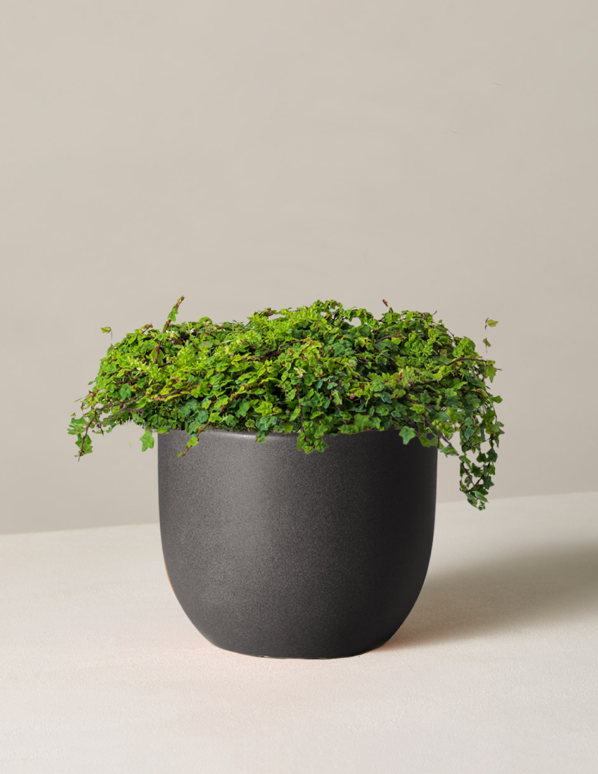 Нитка лягушек