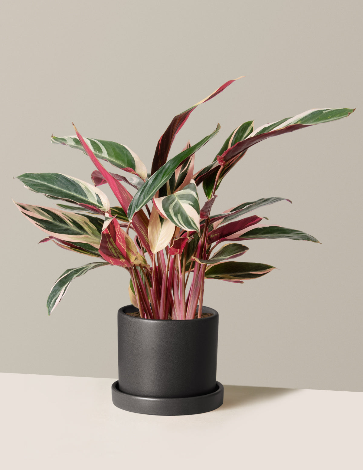 Строманте Триостар