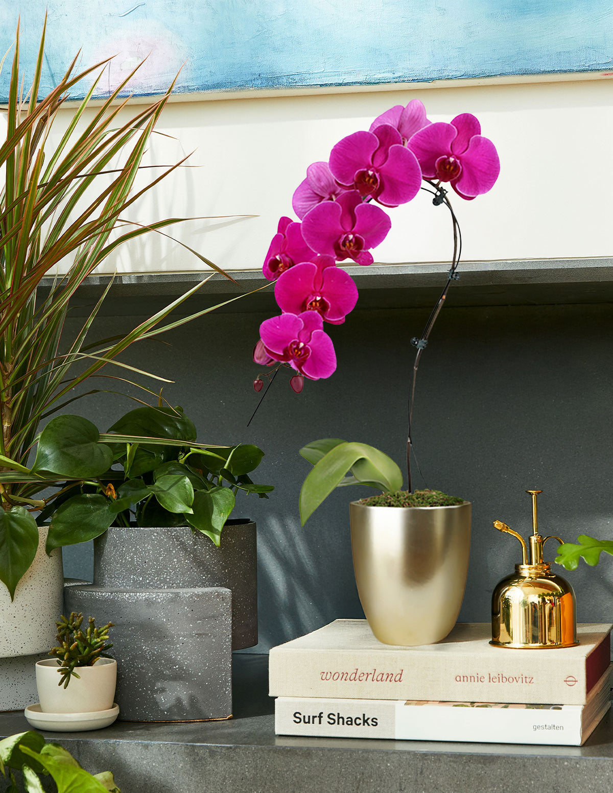 Лебединая орхидея