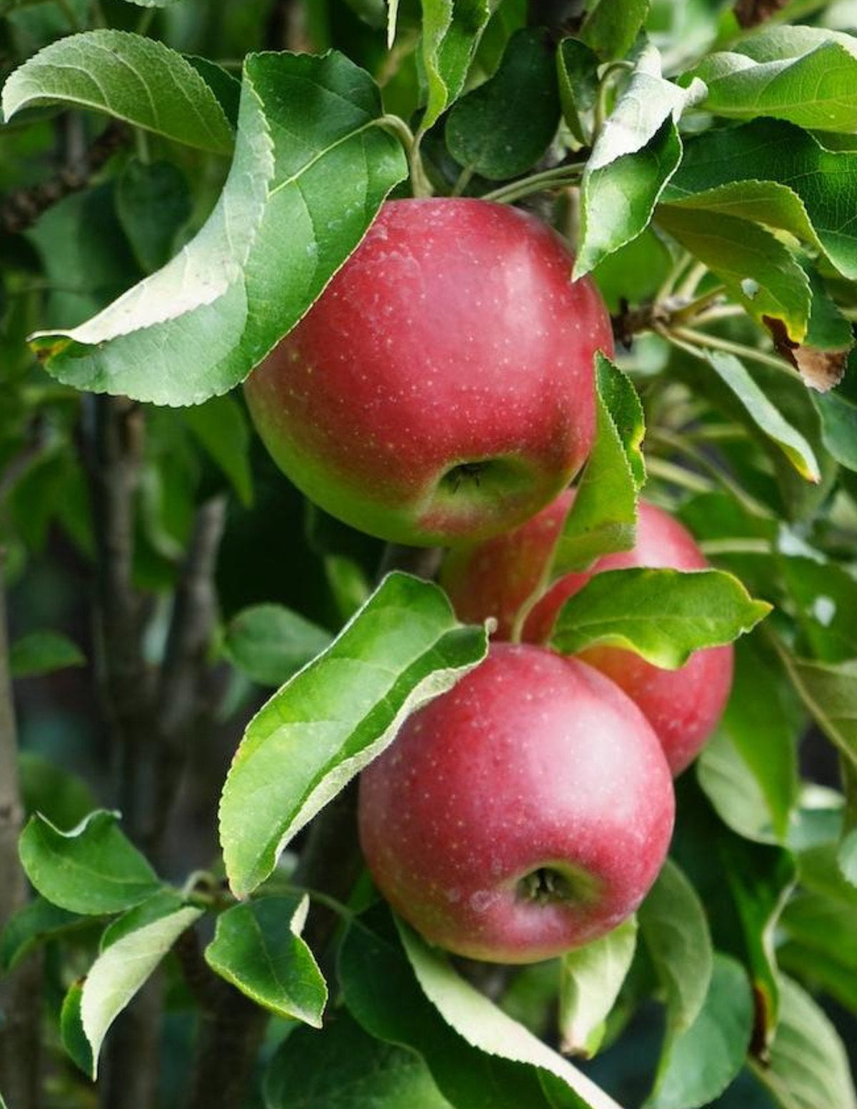 Tasty Red™ Fruit Snacks™ Яблоня