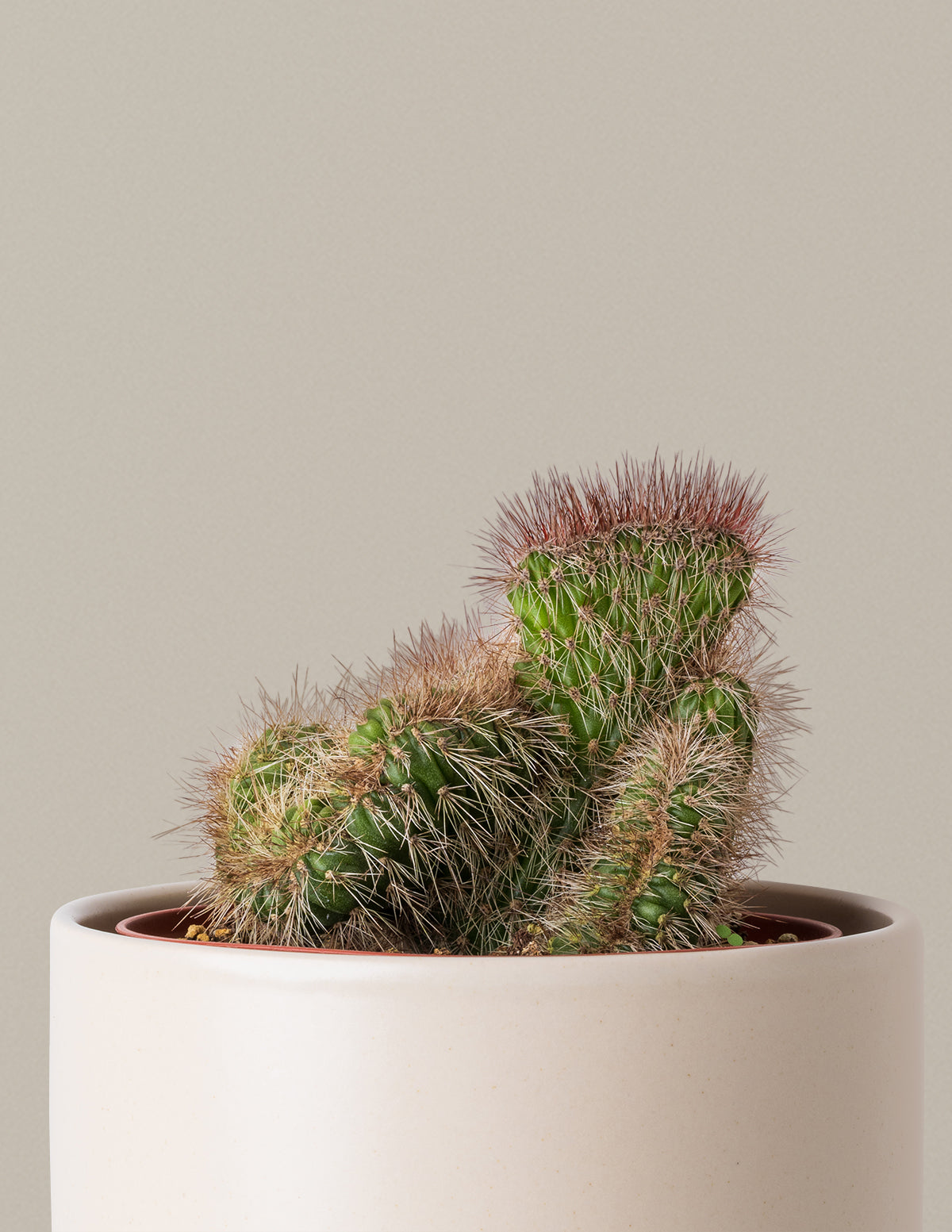 Кактус плюшевого мишки