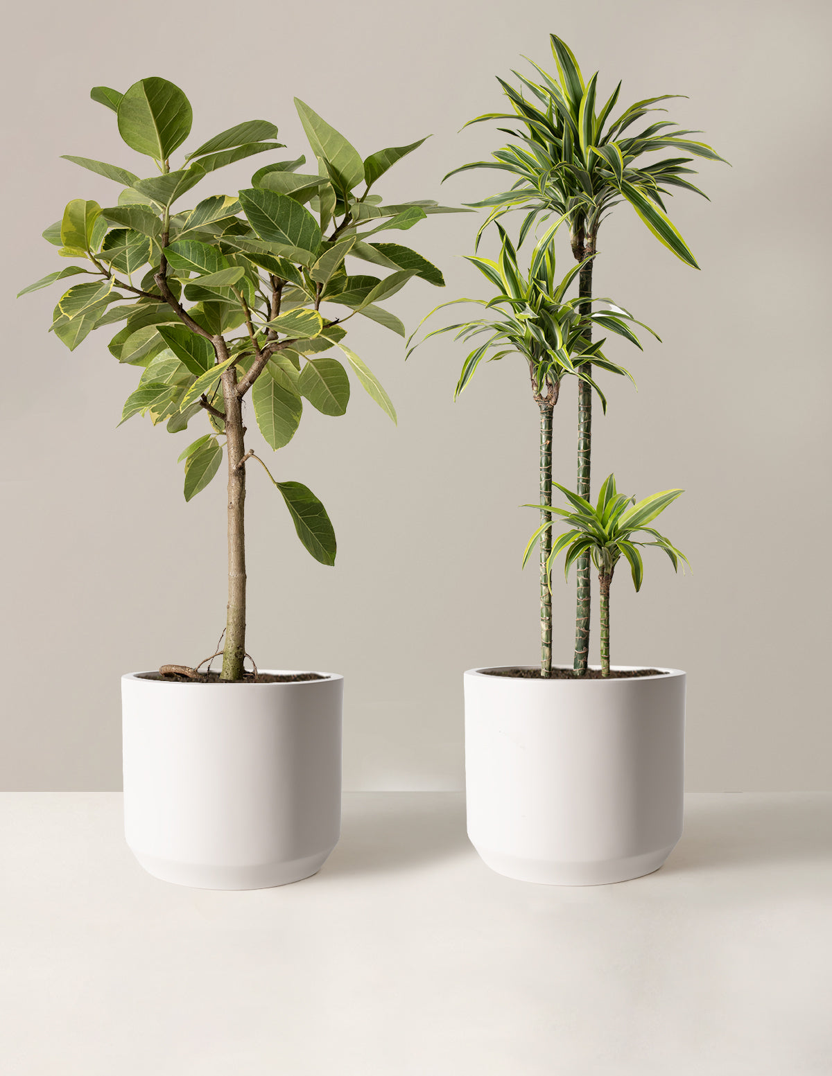 Большой и яркий дуэт