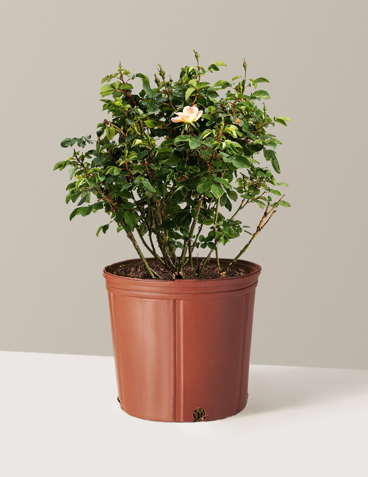 The Champion™ Санрумяна Роза