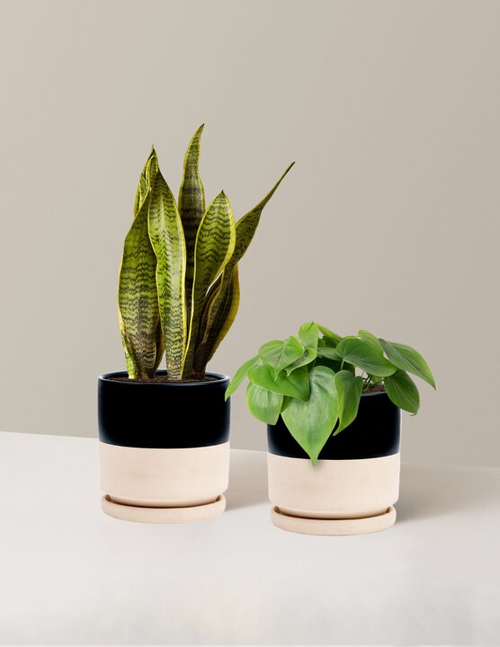 Гостиная Дуэт