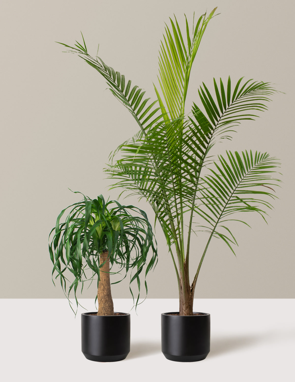 Пальмовый пакет