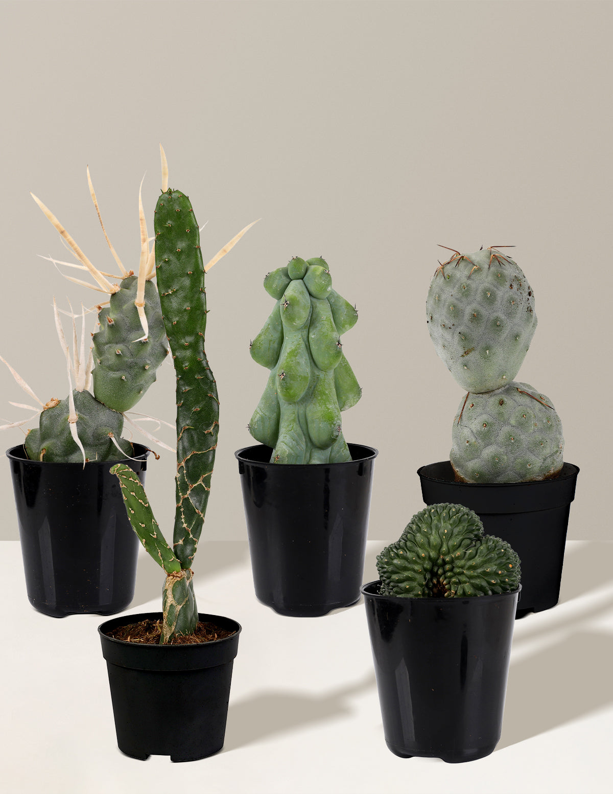 Мини-набор с редкими кактусами