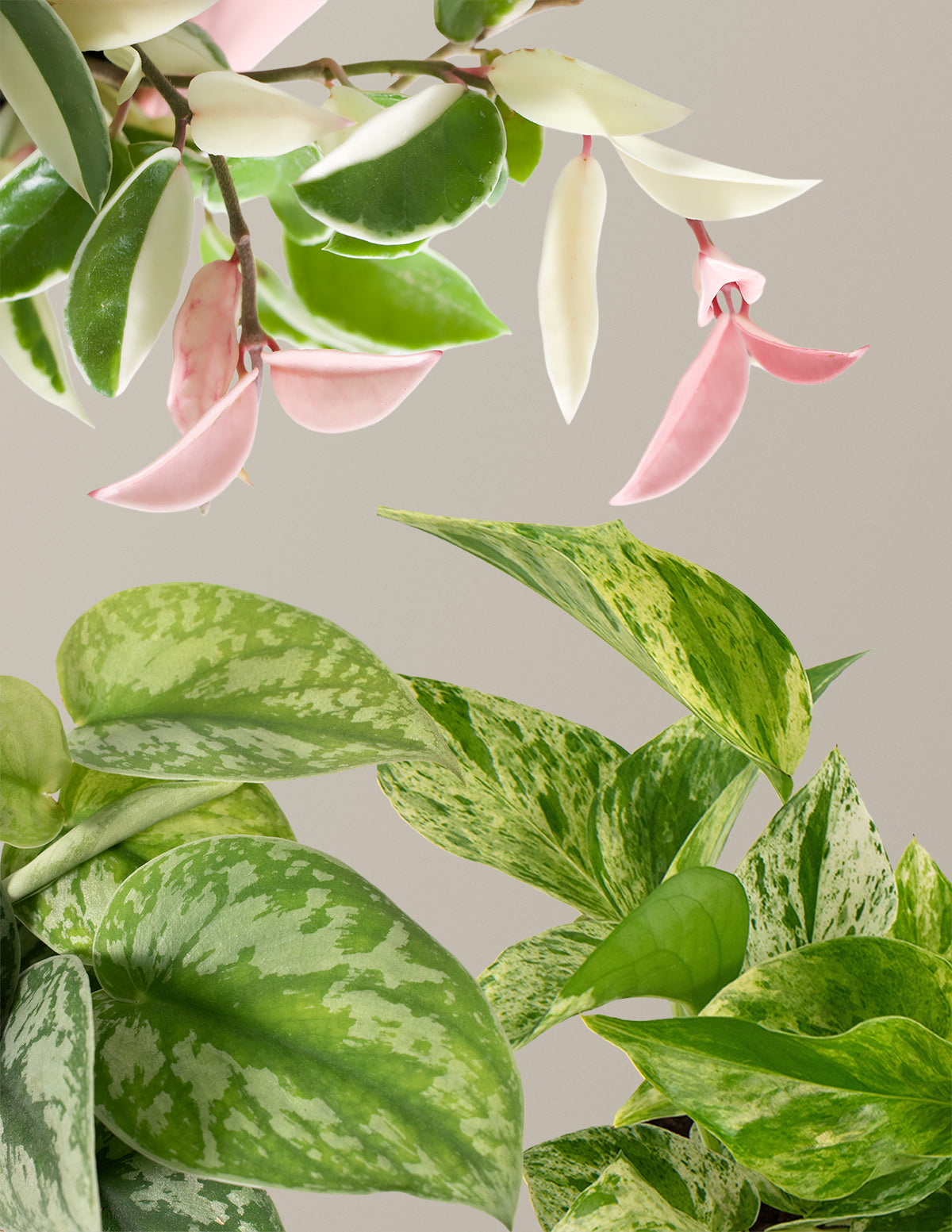 Разношерстное трио