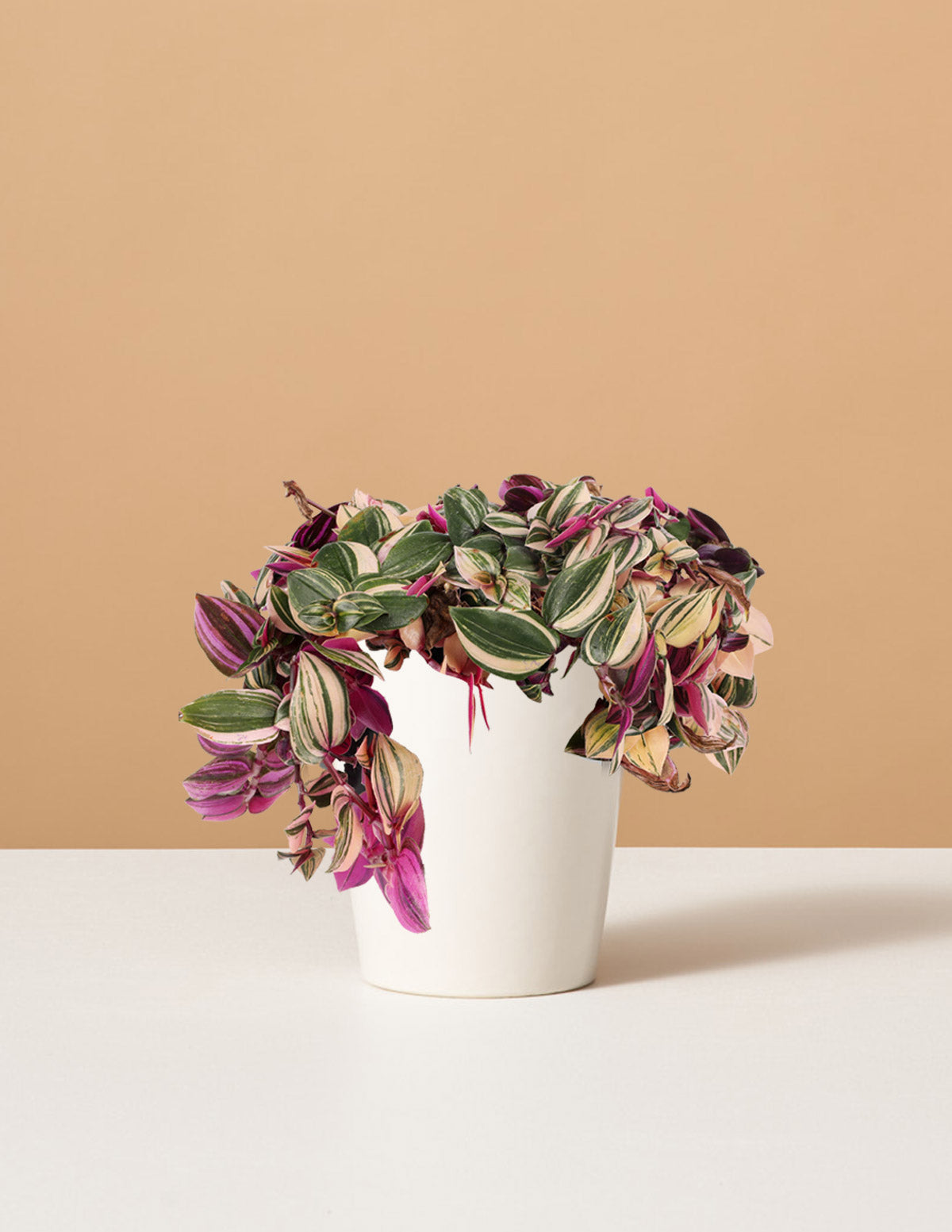 Традесканция четырехцветная