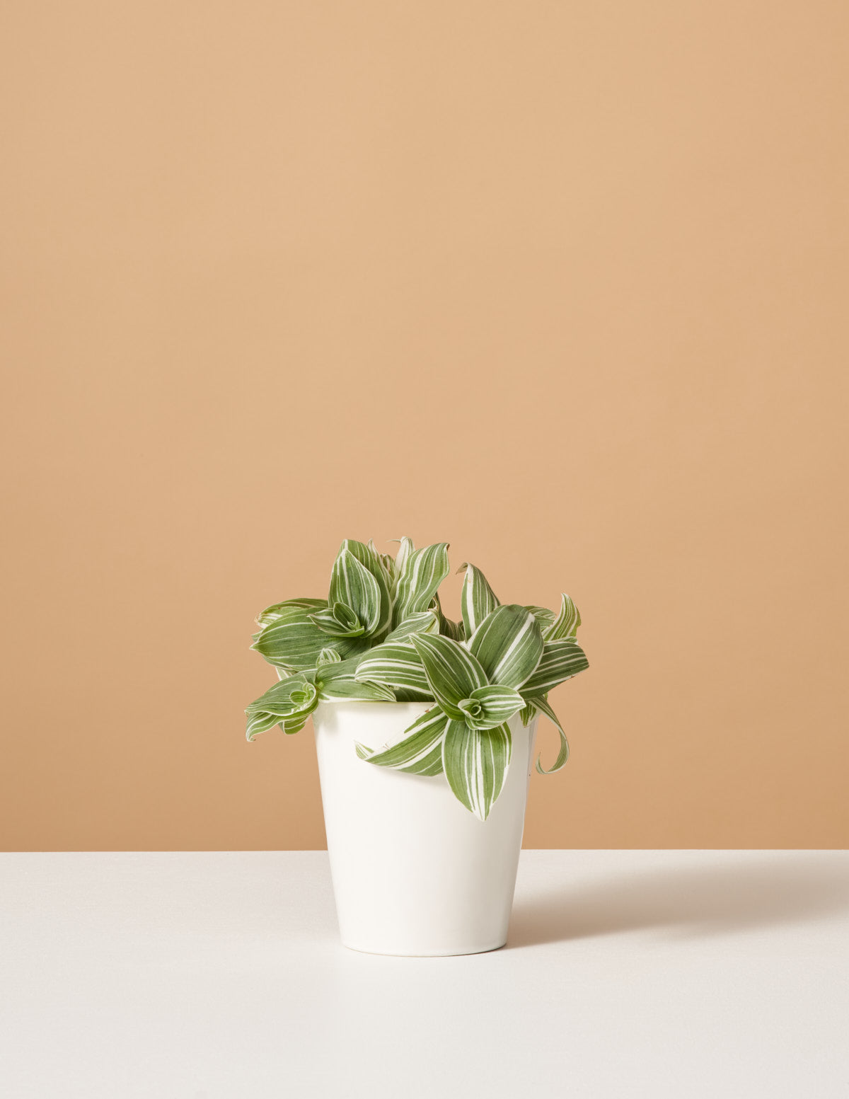 Традесканция Белый дюймовый завод