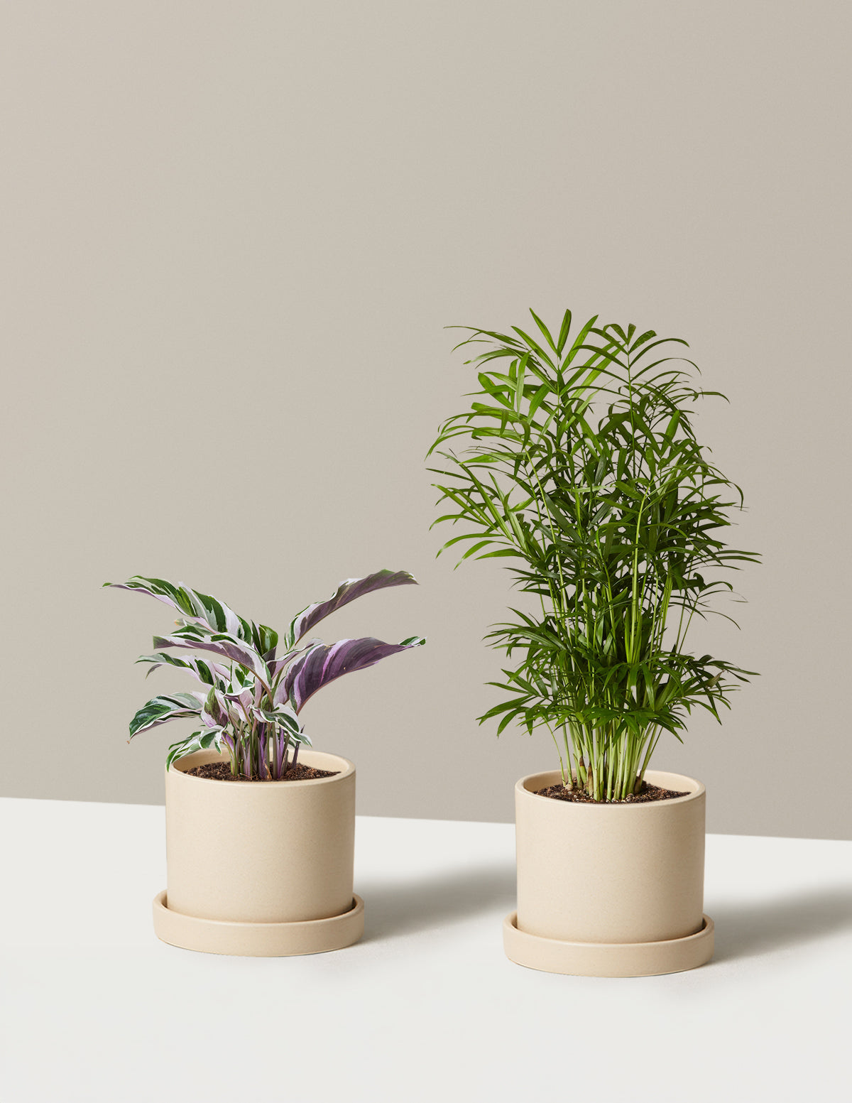 Тропический фьюжн-дуэт