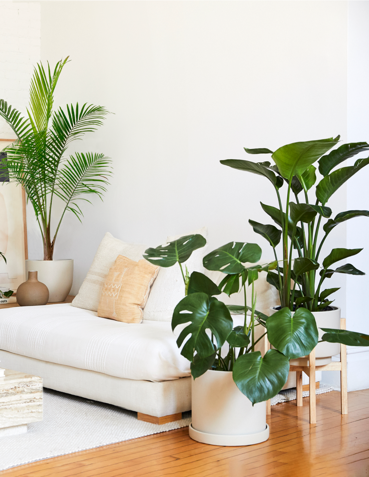 Тропическое трио