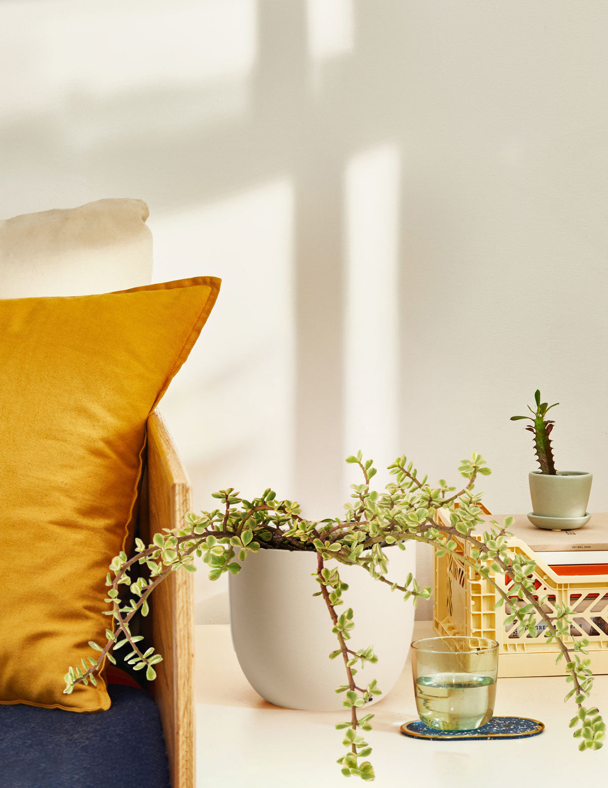 Растение процветания пестрого слонового куста