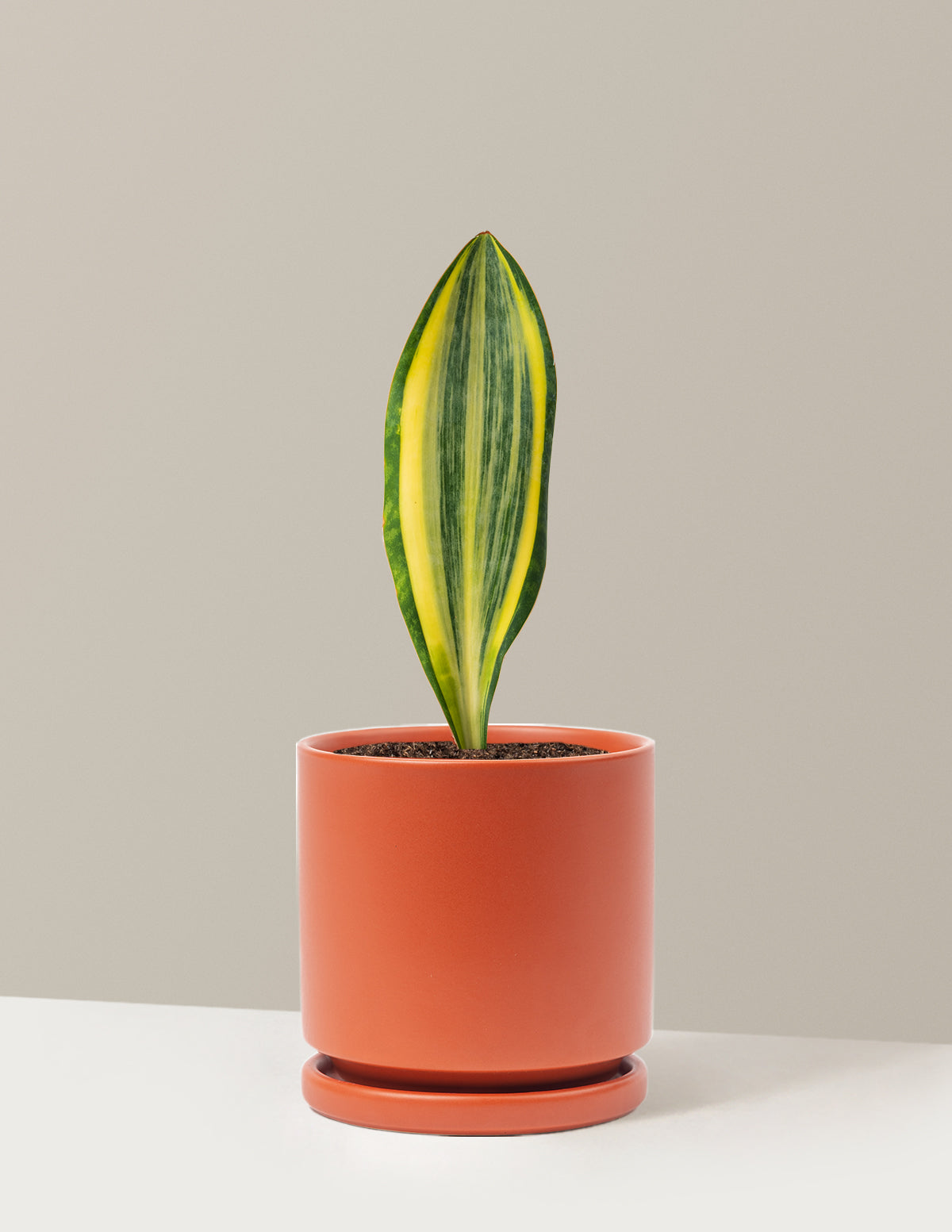 Пестрый змеиный завод китового плавника