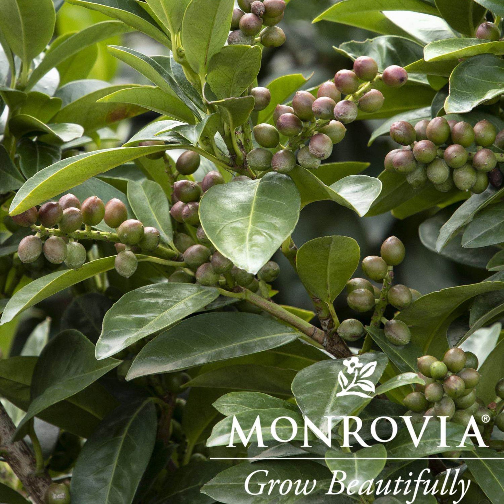 Топиарий Вулкан Вишневый Лавр