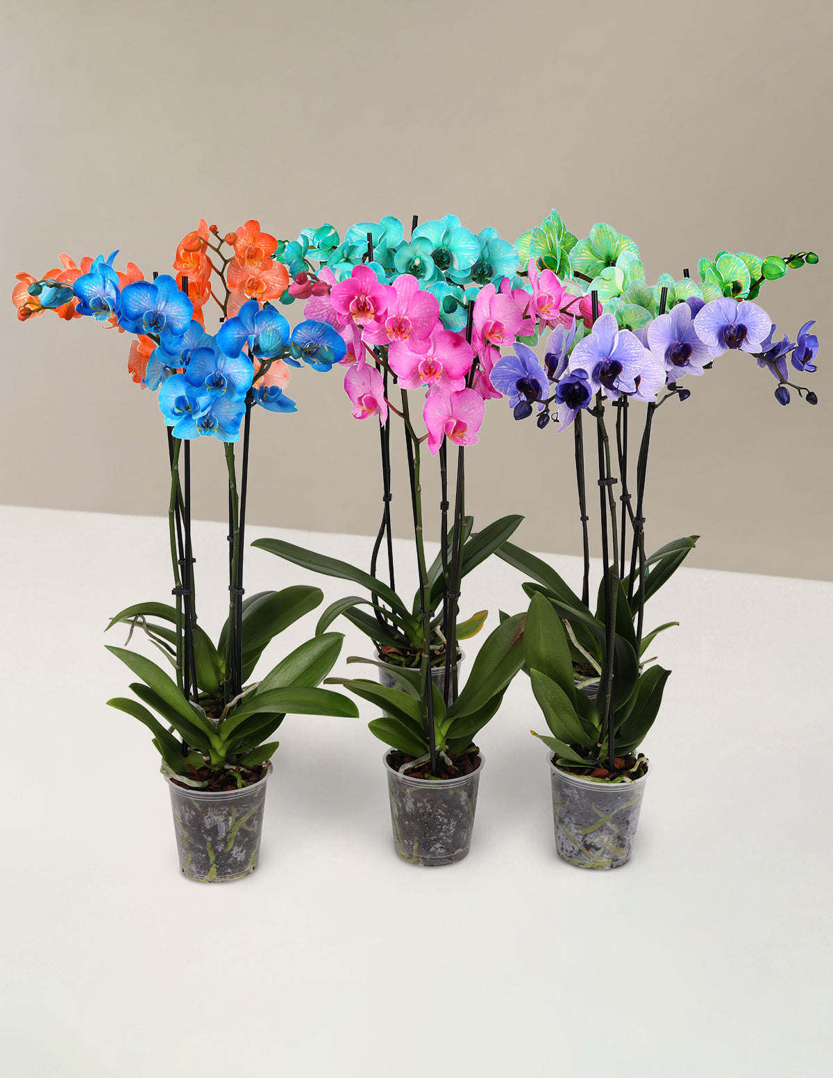 Набор для вечеринки «Акварельная орхидея»