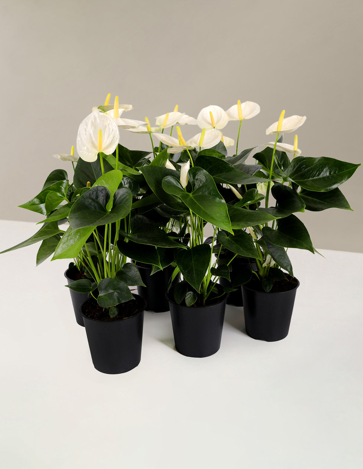 Пакет для вечеринки «Белый антуриум»