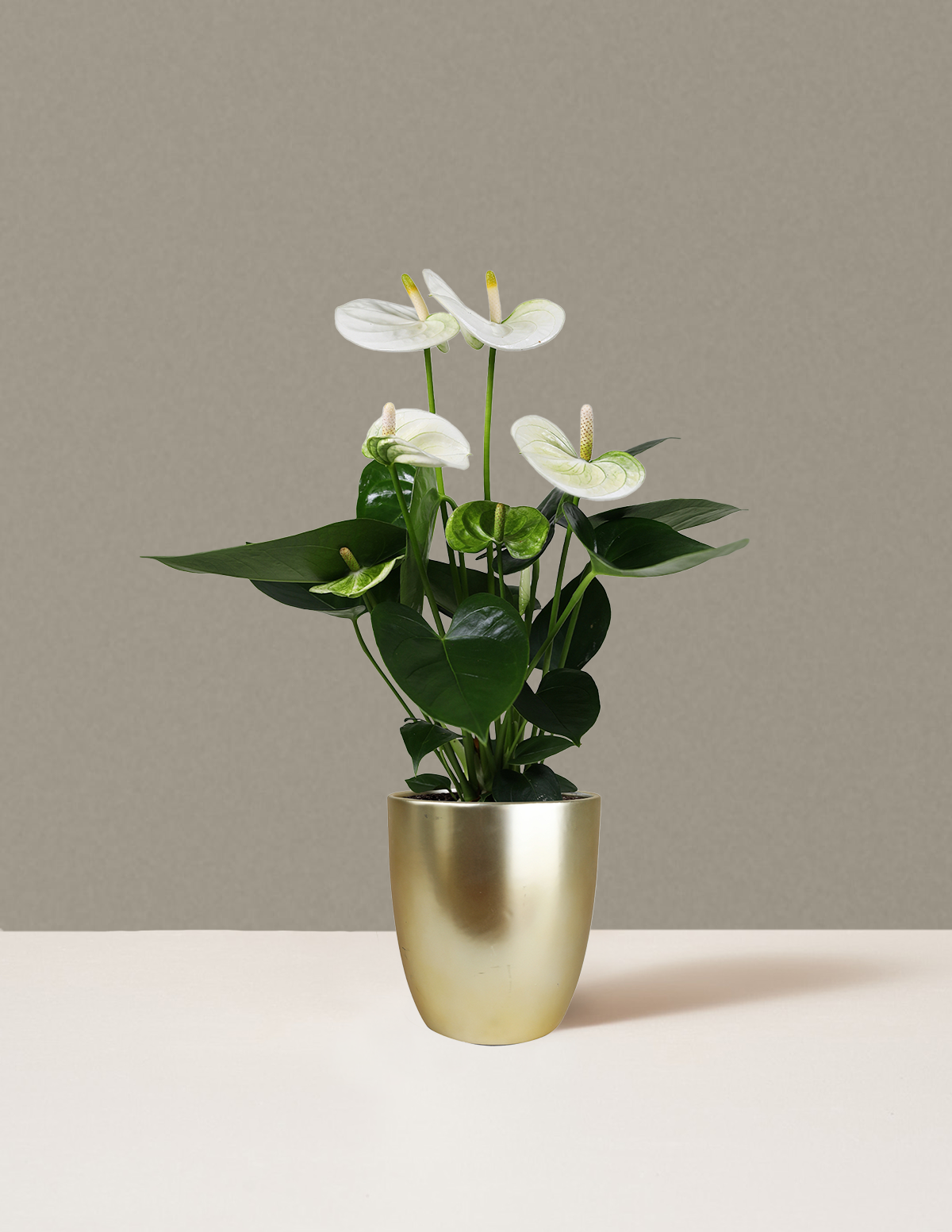 Белый антуриум