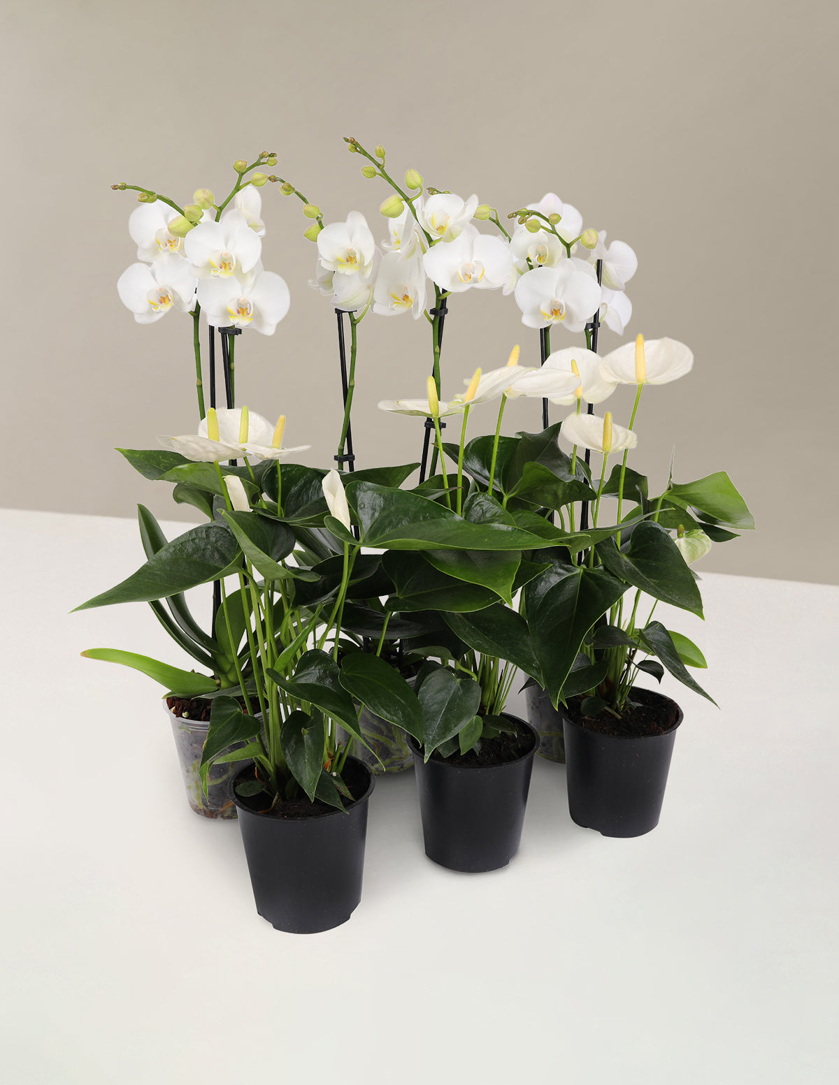 Набор для вечеринки «Белое цветение»