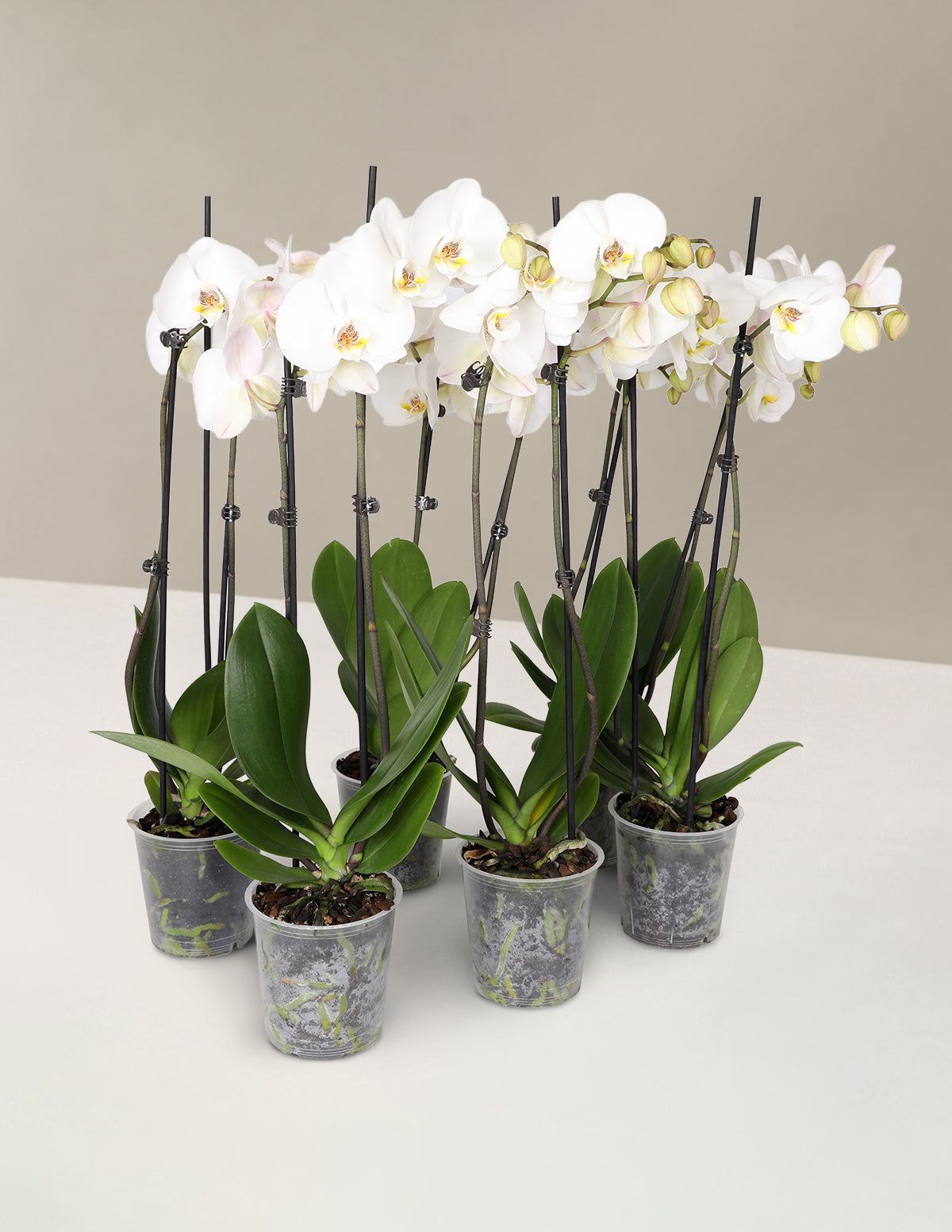 Классический пакет для вечеринки «Орхидея»