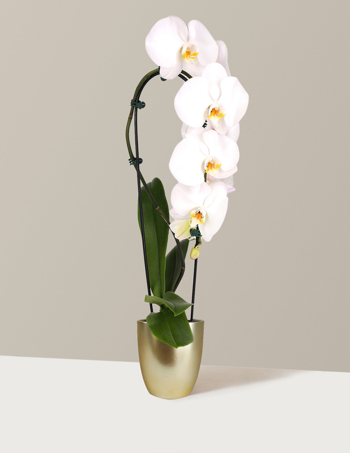 Водопад Орхидея