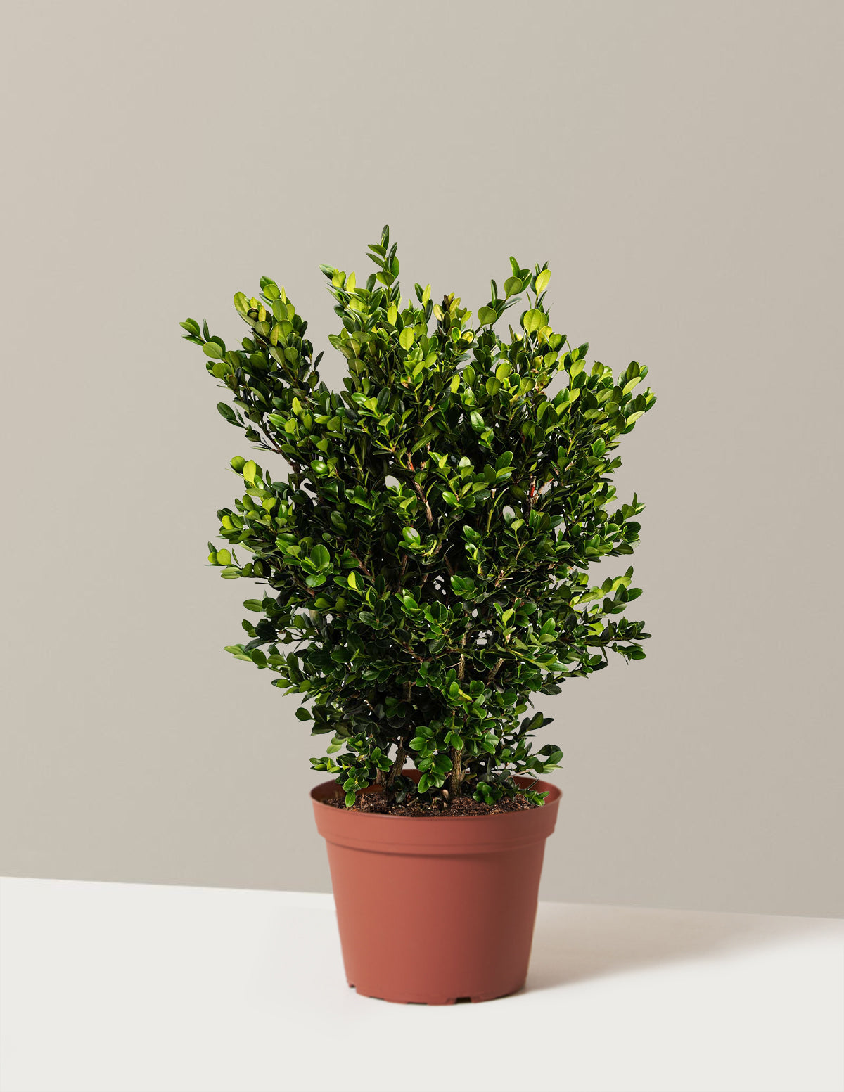 Самшит грушанный