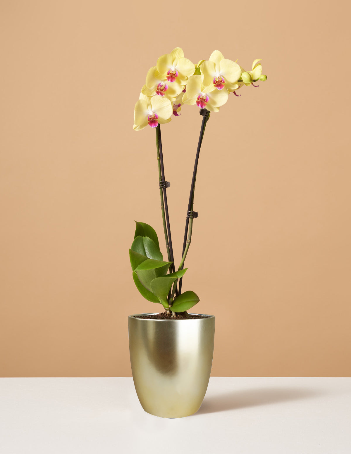 Желтая орхидея