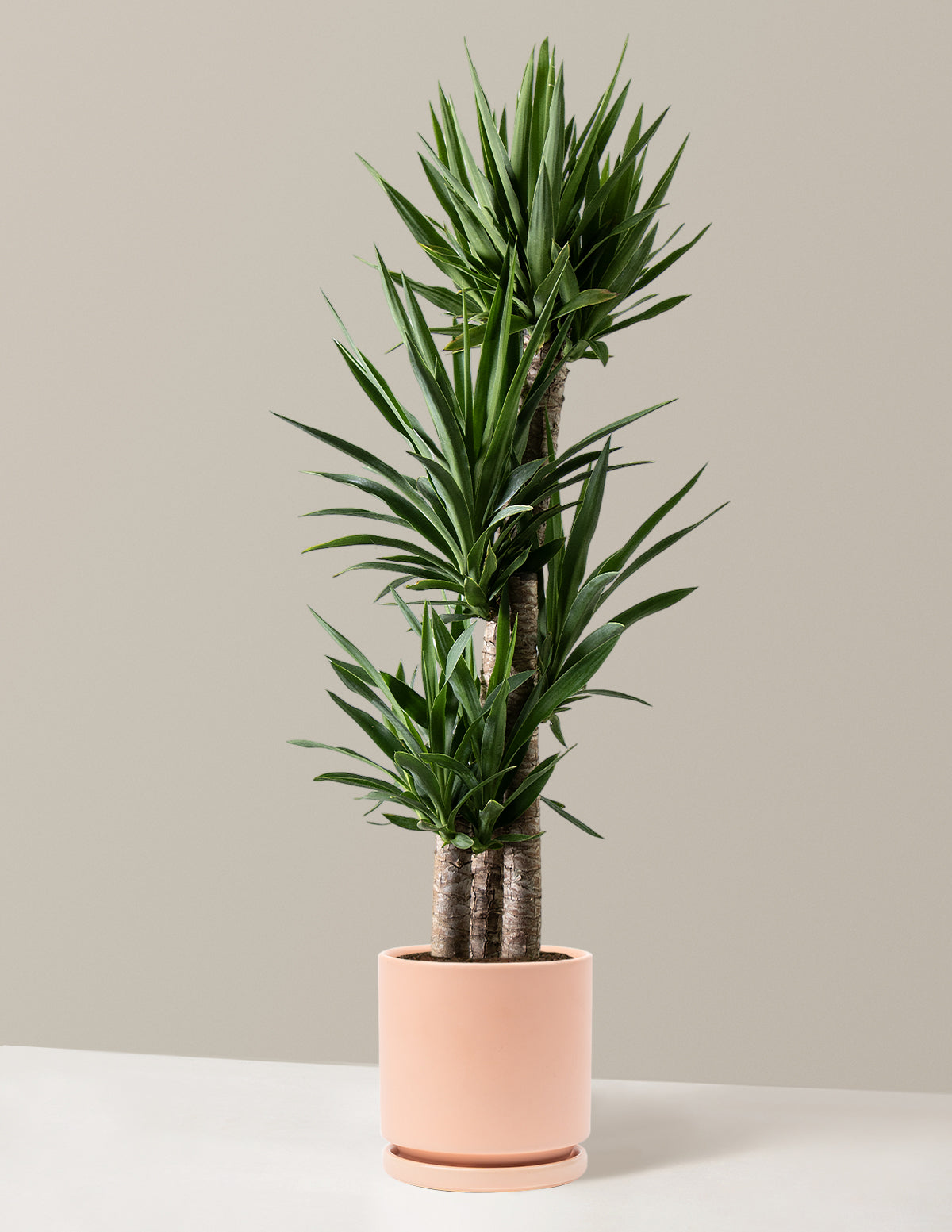 Юкка Растение Многоствольное