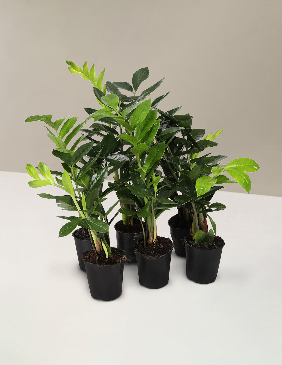 Пакет ZZ Plant Party